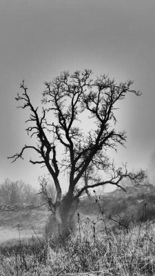 Hanging Tree - Stephan Trauner - Array auf  - Array - 