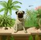 Pug in spider land---