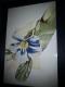 Copic-style - c. lemke -  auf  - Blumen - 