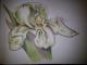 Copic-style - c. lemke -  auf  - Blumen - 