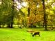 Hannover: Der Tiergarten im SpÃ¤tsommer - Wolfgang Bergter -  auf Leinwand - Landschaft - 