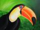 Tucan -  Labudda - Acryl auf Leinwand - Sonstiges - 