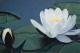 Seerose -  KingsArt -  auf  - Sonstiges - 