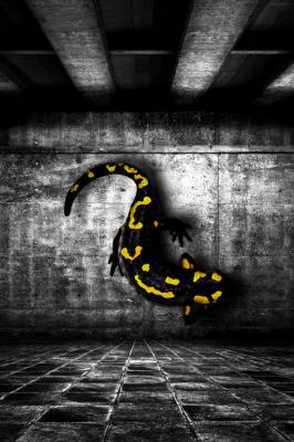 Salamander - Marcus Mueller - Array auf - Array - Salamander - Marcus Mueller - Array auf - Array -