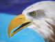 Seeadler (2007)   Copyright J.Rullmann - Jens Rullmann - Acryl auf Leinwand - Sonstiges - Naturalismus