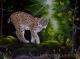 Luchs im Morgenlicht - Jana Seidler - Ãl auf Leinwand - Raubkatzen-Wald - Fotorealismus