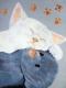 Kuschelzeit - Karina Birke - Acryl auf Leinwand - Katzen - 