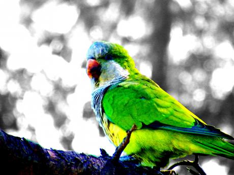 Bunter Vogel - Markus Lautenbacher - auf - Array - Bunter Vogel - Markus Lautenbacher - auf - Array -