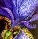 Iris Detail - Simone Wilhelms - Ãl auf Leinwand - Blumen-Stillleben - Naturalismus