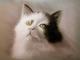 Kater - Renate Dohr - Pastell auf Pappe - Katzen - Realismus