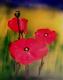 3x Mohn - Klaus Scholl - Acryl auf Leinwand - Botanik - 