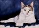 Sunny - Heike MÃ¼ller - Ãl auf Leinwand - Portrait-Katzen - Figuration-Fotorealismus