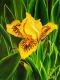 Iris Bright Eyes - Simone Wilhelms - Ãl auf Leinwand - Blumen - 