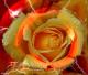 Eine Rose - Roland Benner - - auf  - Blumen-Rosen - 