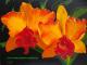 Hawaii ORCHIDEEN - Monika  Pogoda - Acryl-Ãl auf Leinwand - Blumen - GegenstÃ¤ndlich-Naturalismus-Realismus