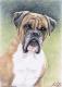 Boxer Portrait - Nicole Zeug - Zeichnung auf  - Tiere - 