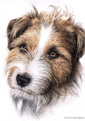 Jack Russell Terrier - Nicole Zeug - Array auf  - Array - 