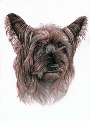 Australian Terrier - Nicole Zeug - Array auf  - Array - 