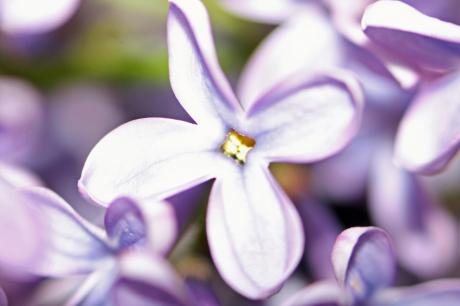 Blüte - Farbschatten Fotografie -  auf  - Array - 