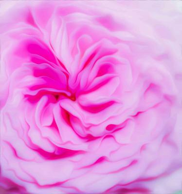 Rose - Farbschatten Fotografie - Array auf  - Array - 