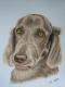 Weimaraner - Kristina Thome - Pastell auf Papier - Tiere - GegenstÃ¤ndlich