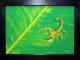 Skorpion - mike . mairhofer - Acryl auf Leinwand -  - 