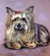 Yorkshire Terrier - Nicole Zeug -  auf  - Tiere - 