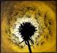 Pusteblume-2--- - Bernd Kohl - Acryl auf Holz - Blumen - 