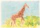Netzgiraffe - Claudia LÃÂ¼thi - Farbstift auf  - Wildtiere - 